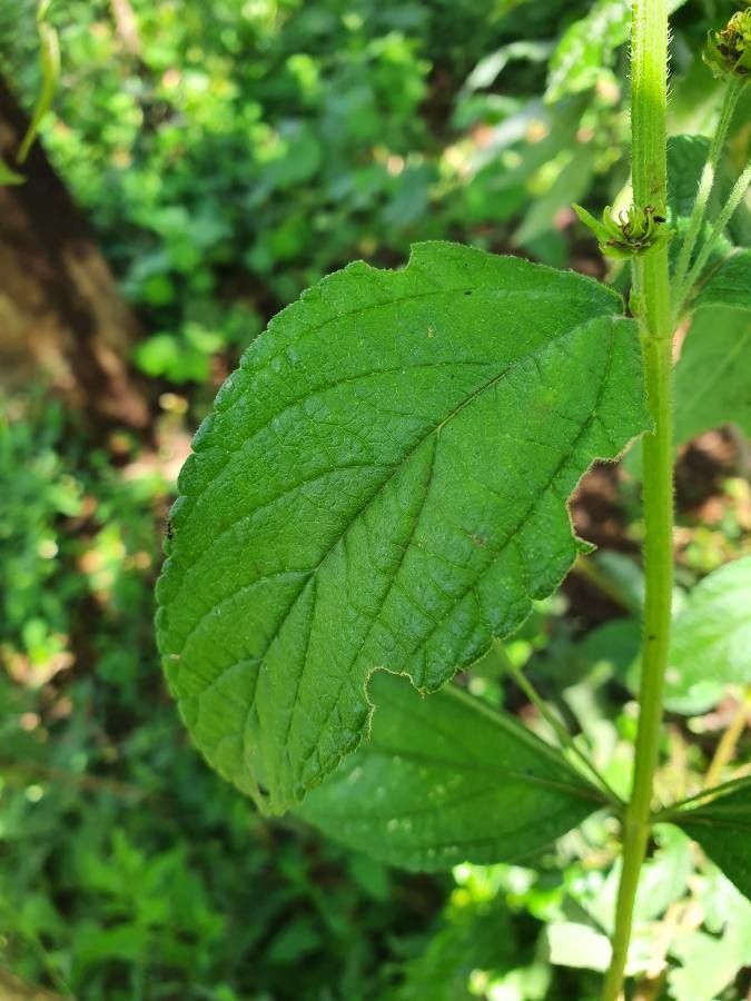 Lippia kituiensis leaf