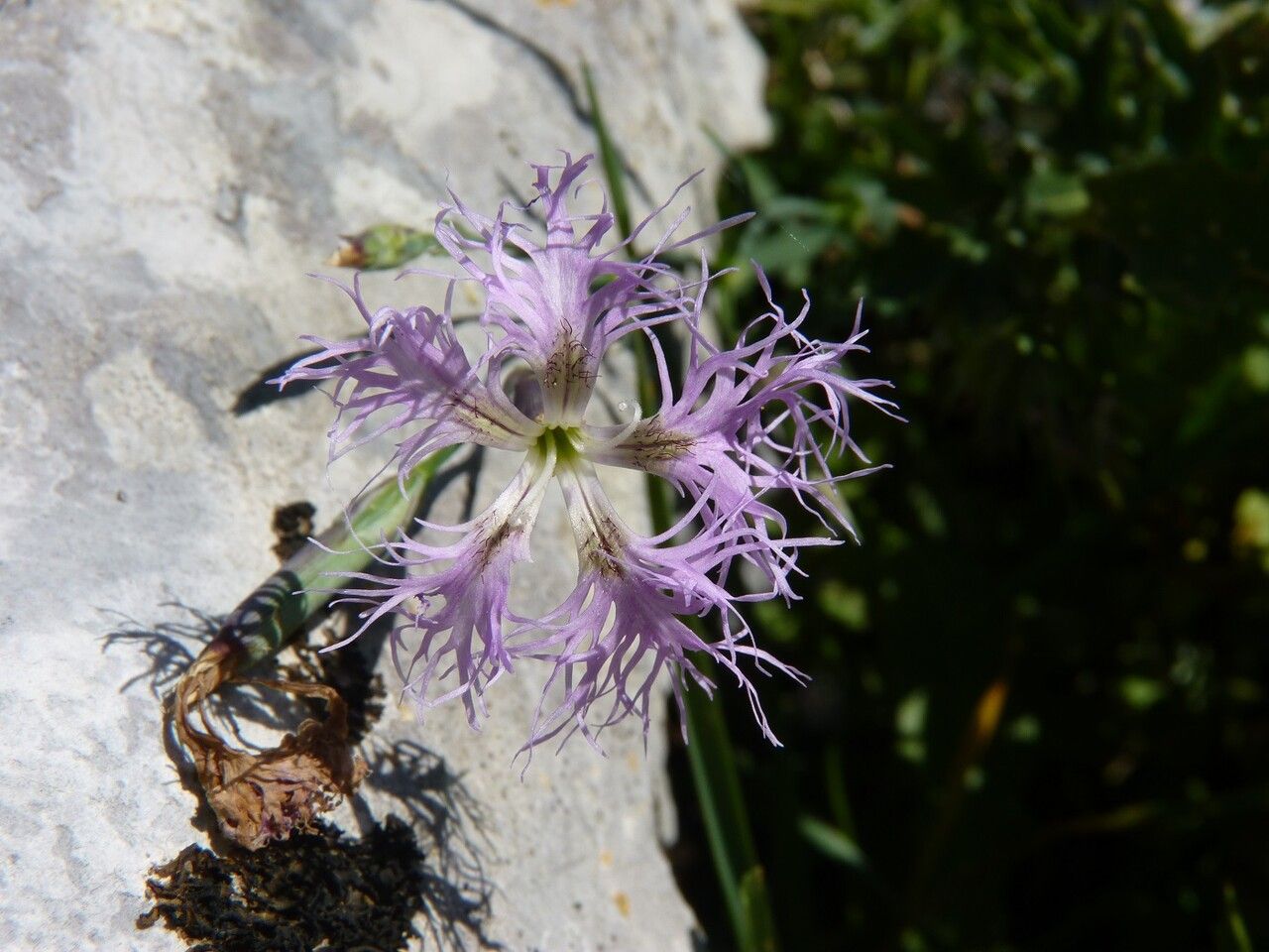 Dianthus superbus flower