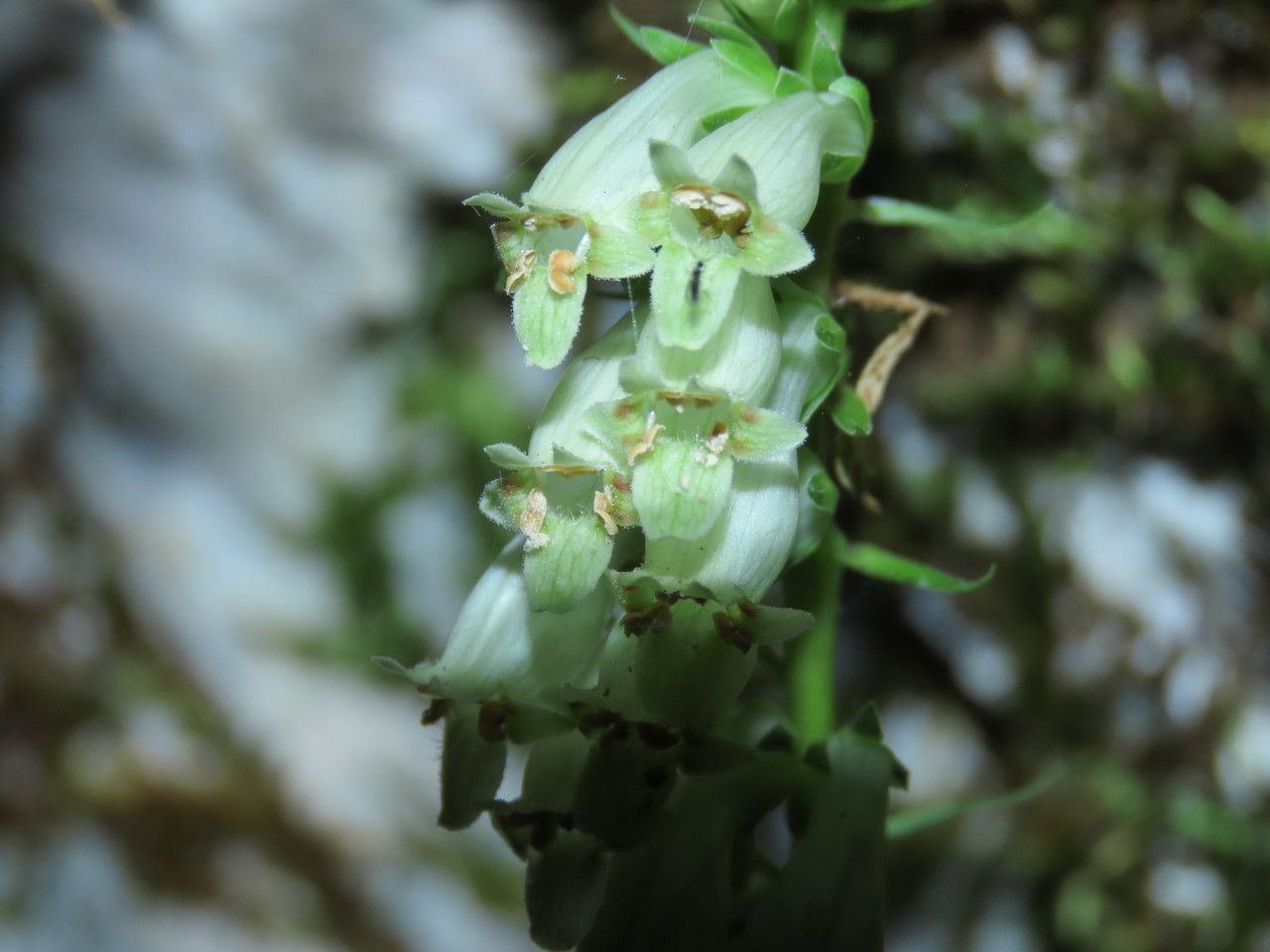 Digitalis micrantha flower