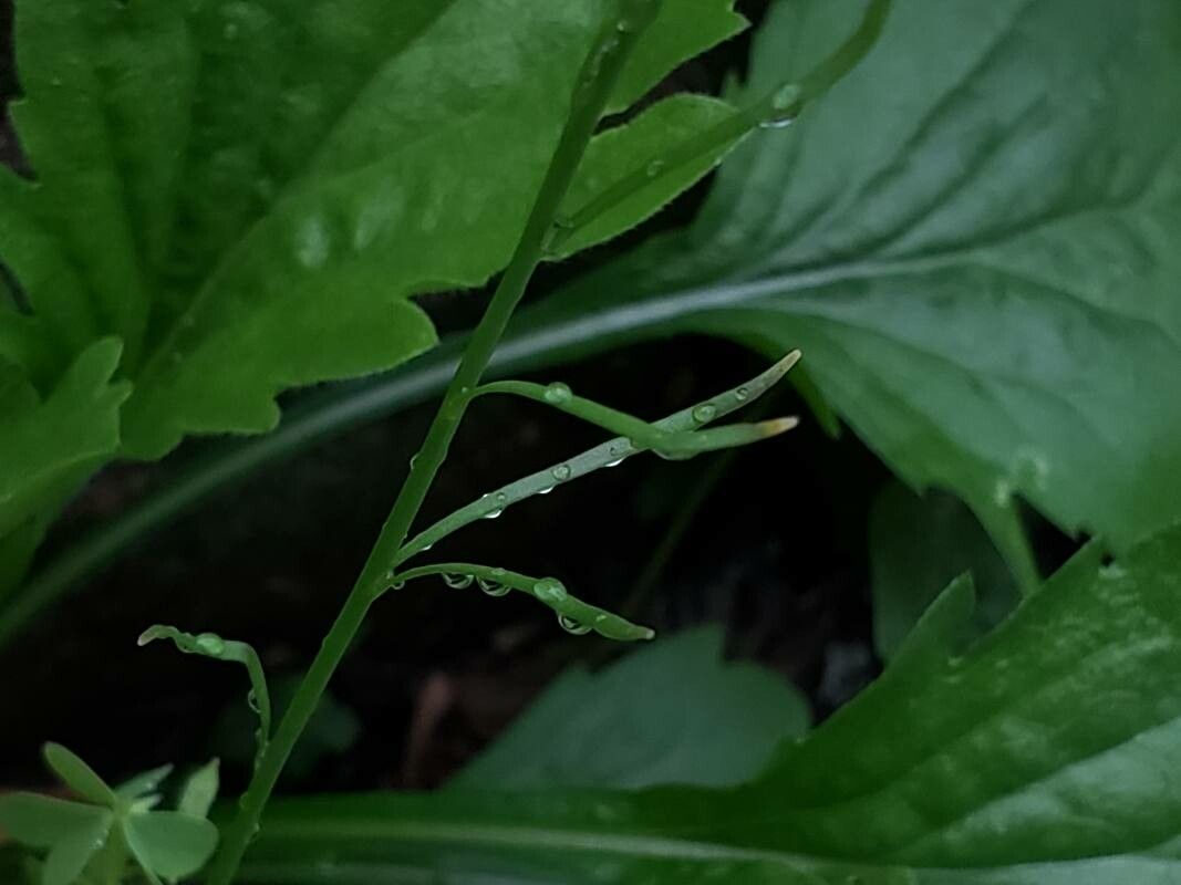 Nuttallanthus canadensis — search result for 'Plantaginaceae'