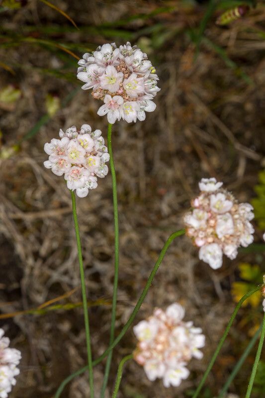 Armeria sardoa flower