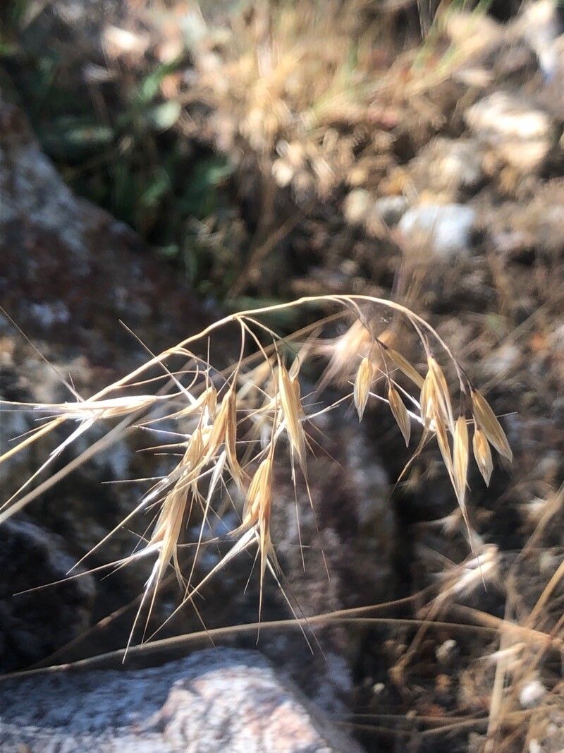 Bromus tectorum flower