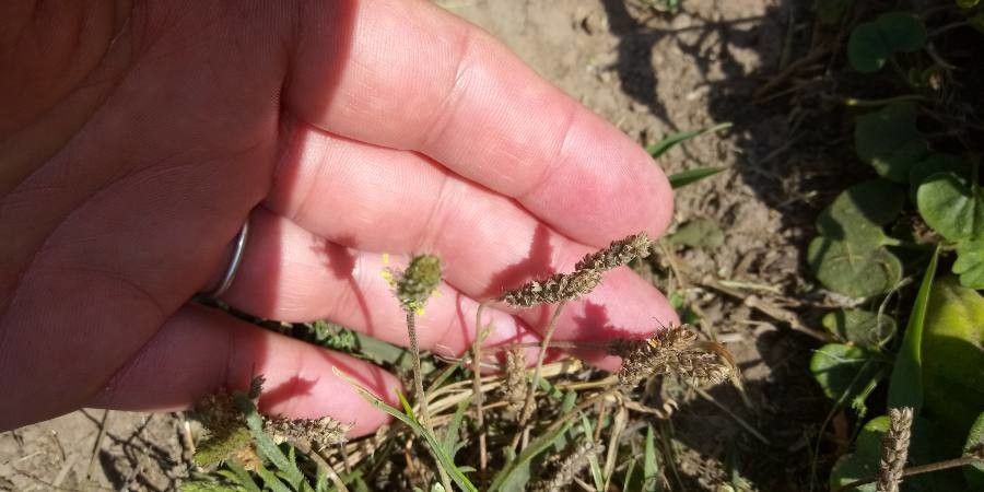 Plantago weldenii flower