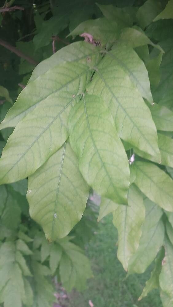 Wisteria × formosa leaf