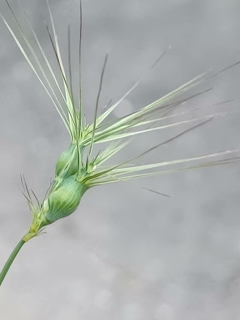 Aegilops biuncialis flower