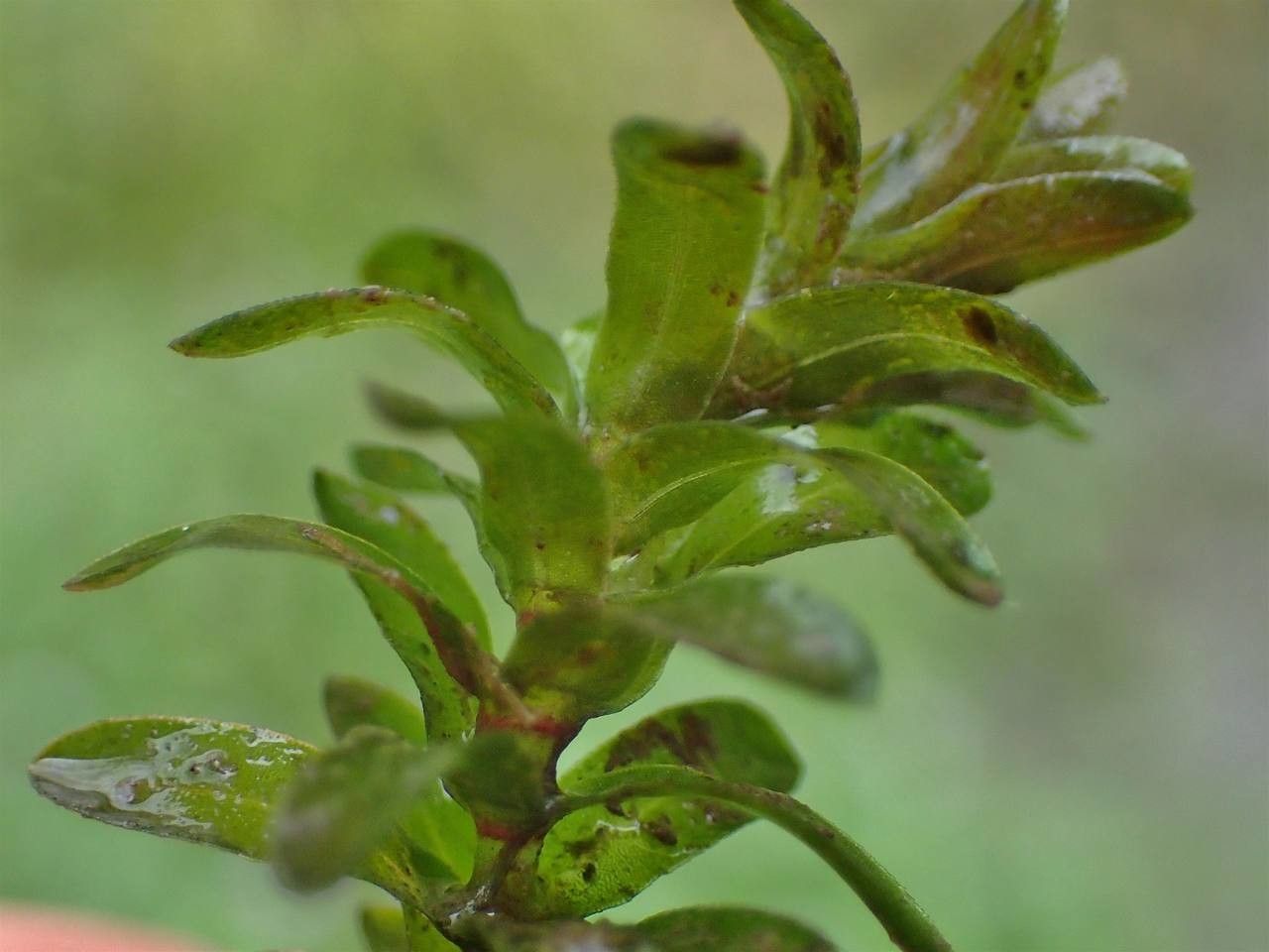 Elodea canadensis bark