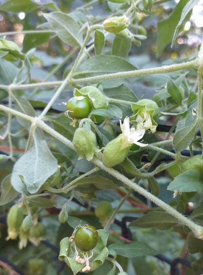 Silene baccifera flower