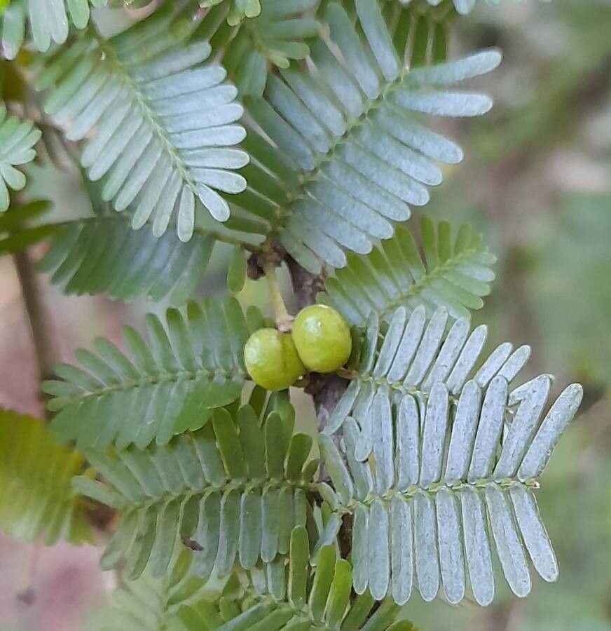 Porlieria microphylla fruit