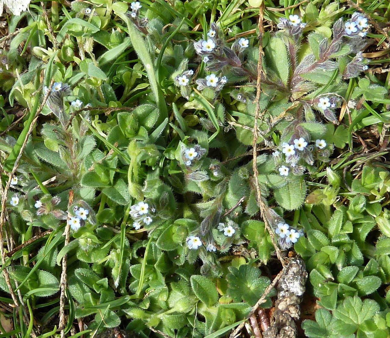 Myosotis pusilla habit