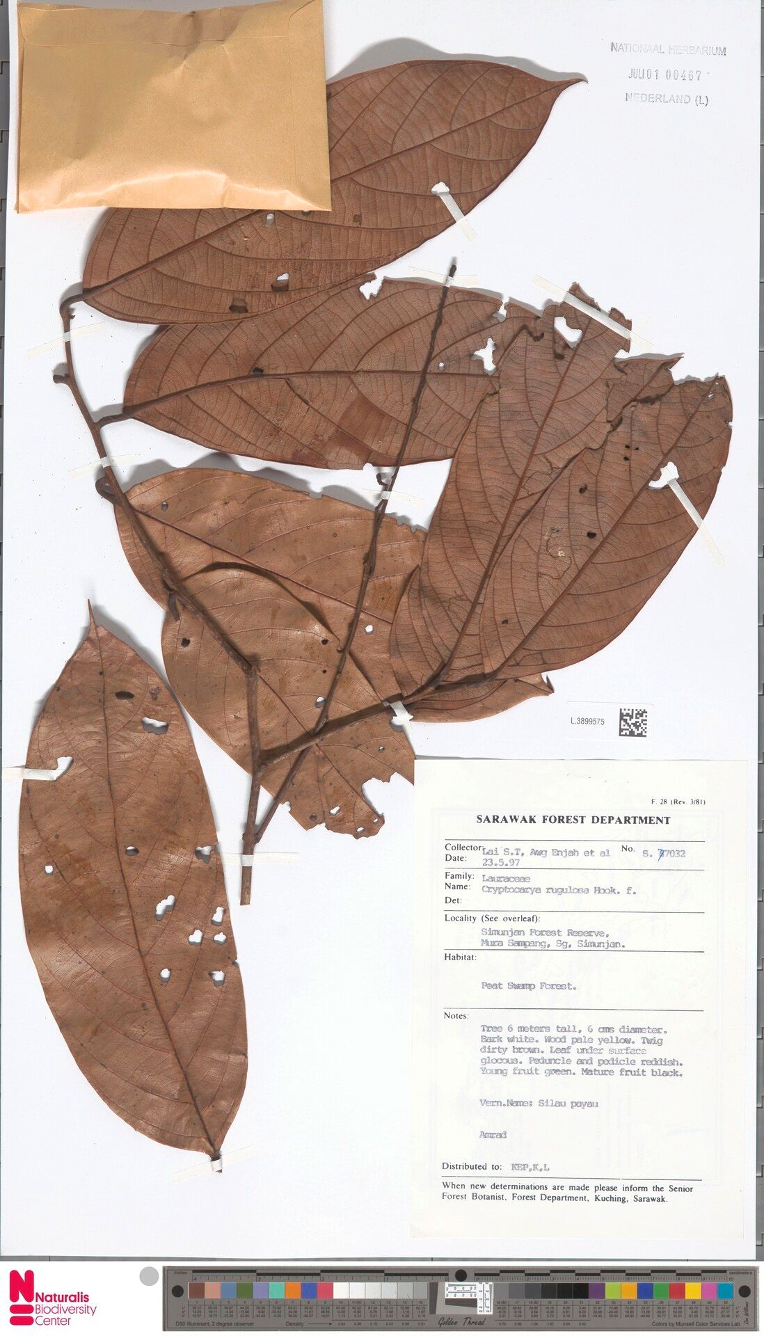 Cryptocarya rugulosa — houseplant care guide