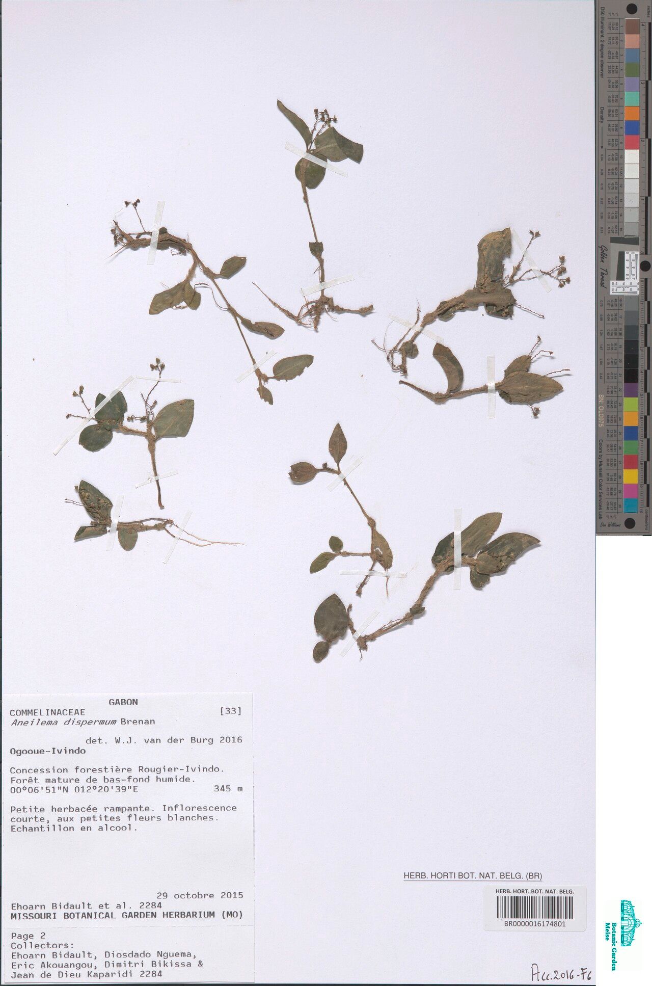 Aneilema dispermum — houseplant care guide