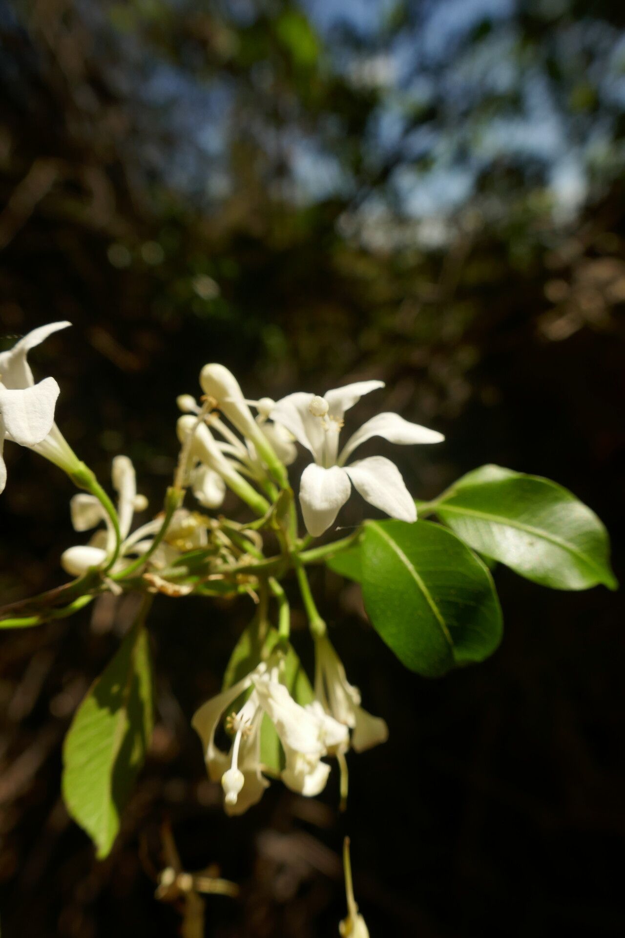 Turraea kindtii flower