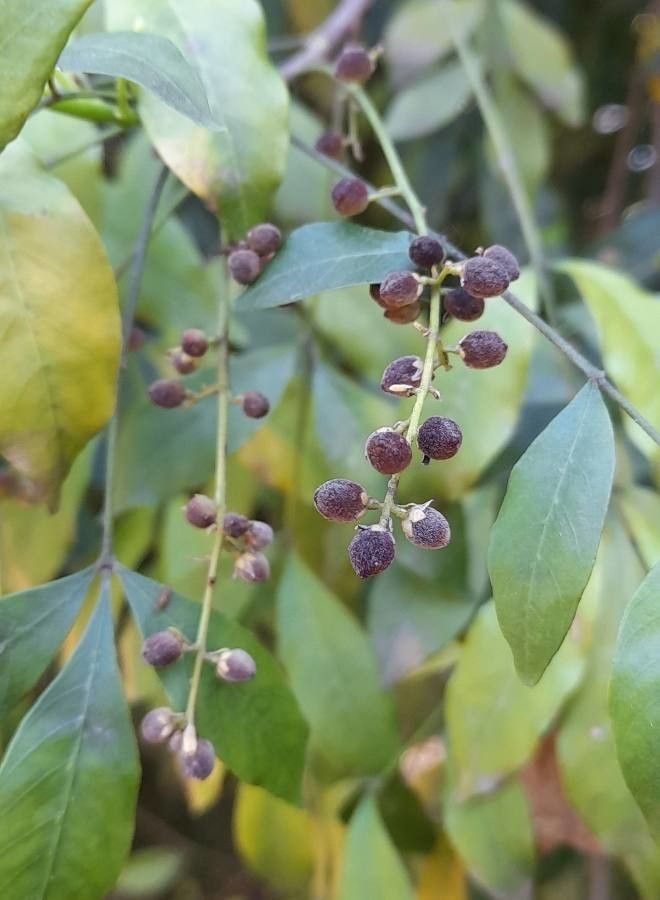 Trichilia elegans fruit