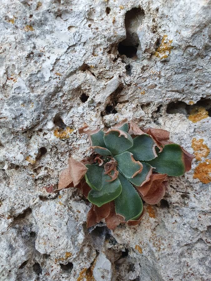 Rosularia serrata leaf