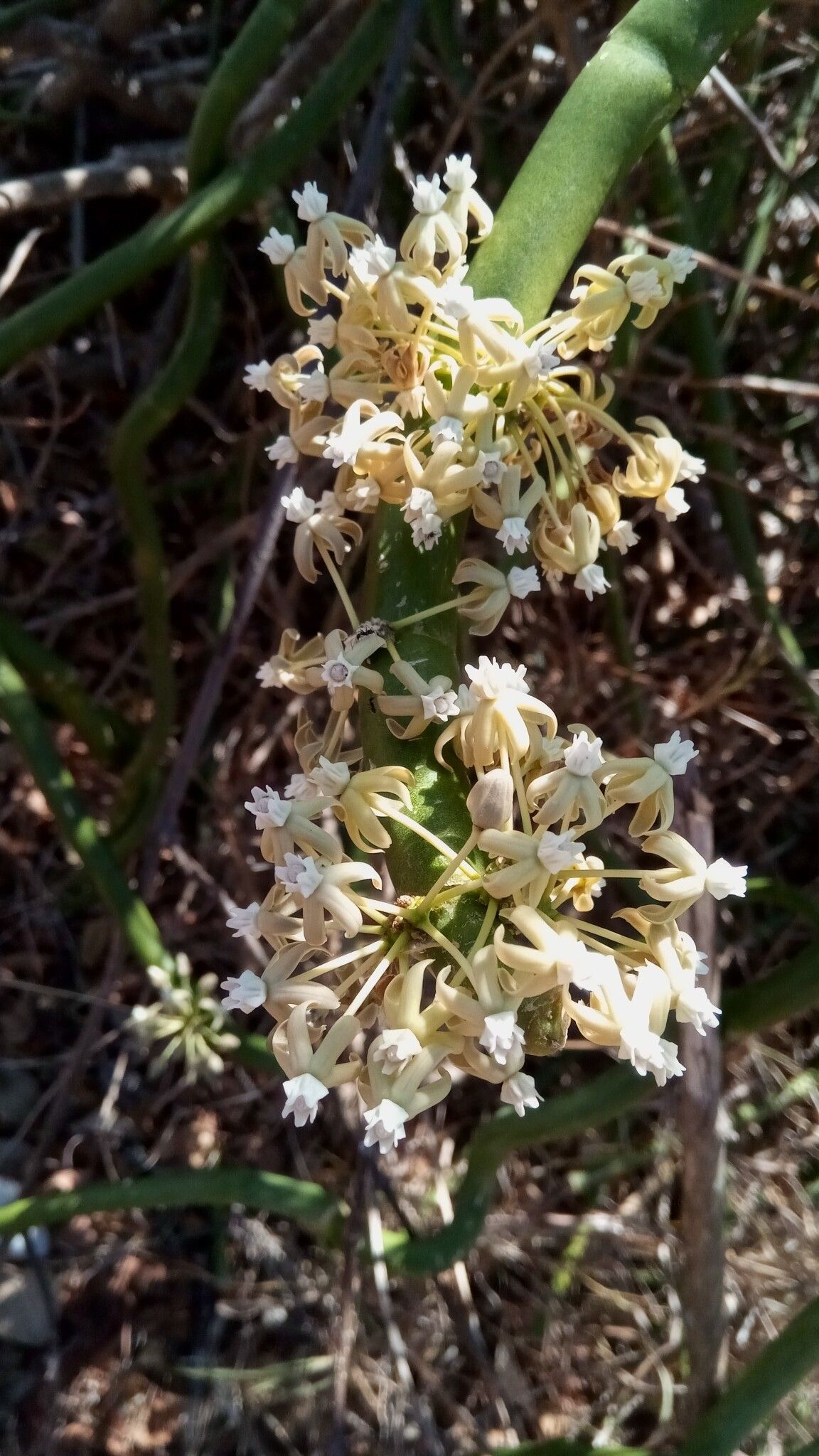 Cynanchum floriferum flower