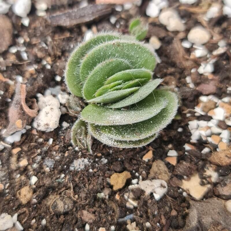 Crassula tomentosa — search result for 'Crassula'