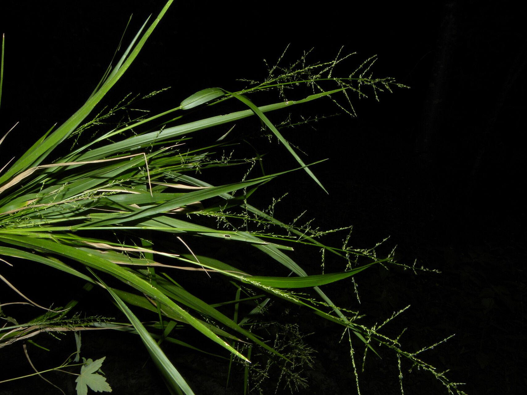 Panicum hirsutum fruit