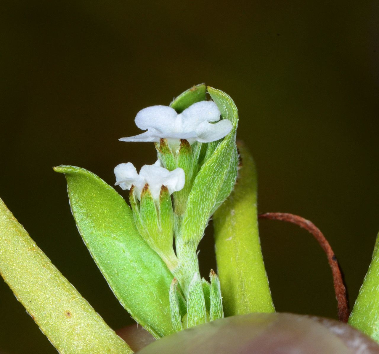 Plagiobothrys bracteatus habit
