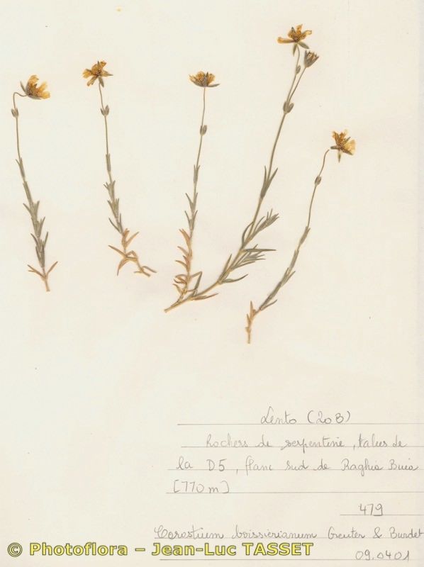 Cerastium boissierianum habit