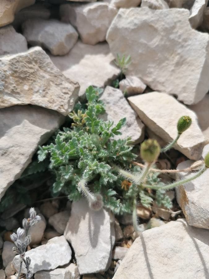 Papaver rhaeticum — search result for 'Papaver'