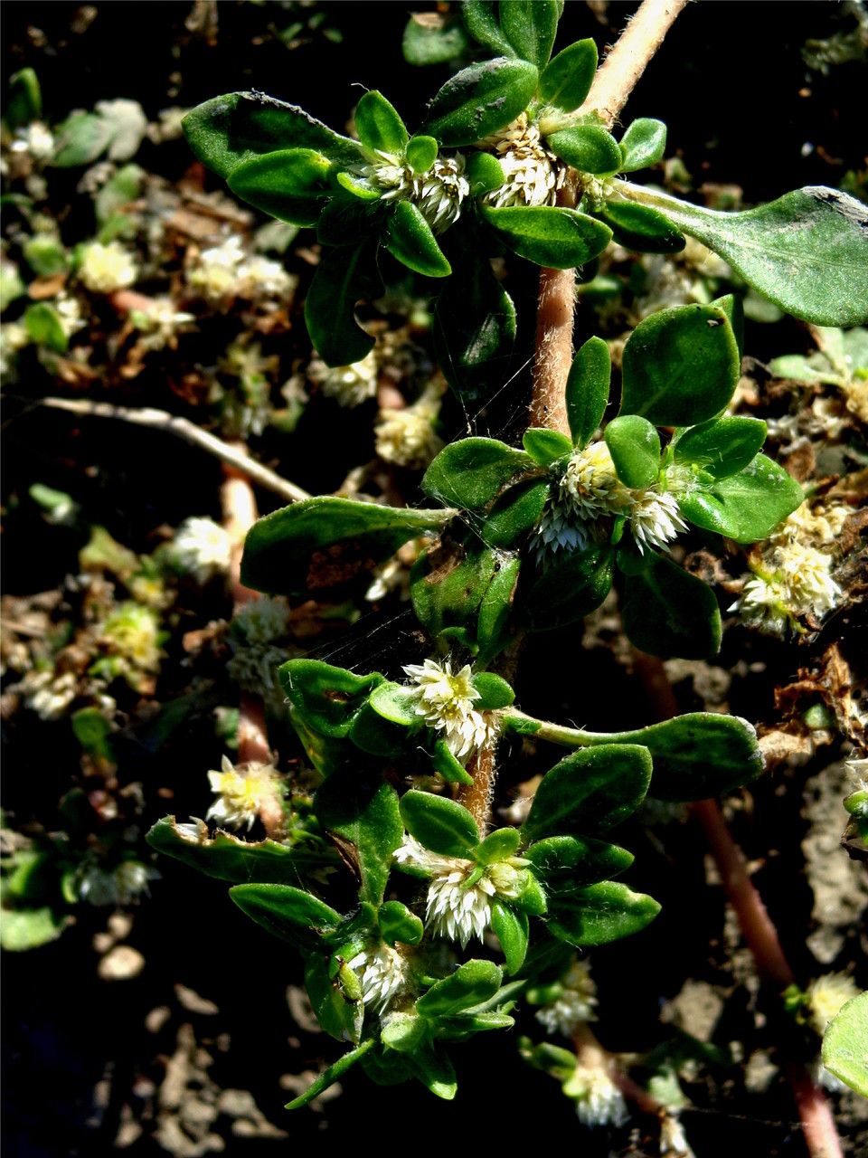 Alternanthera paronychioides leaf