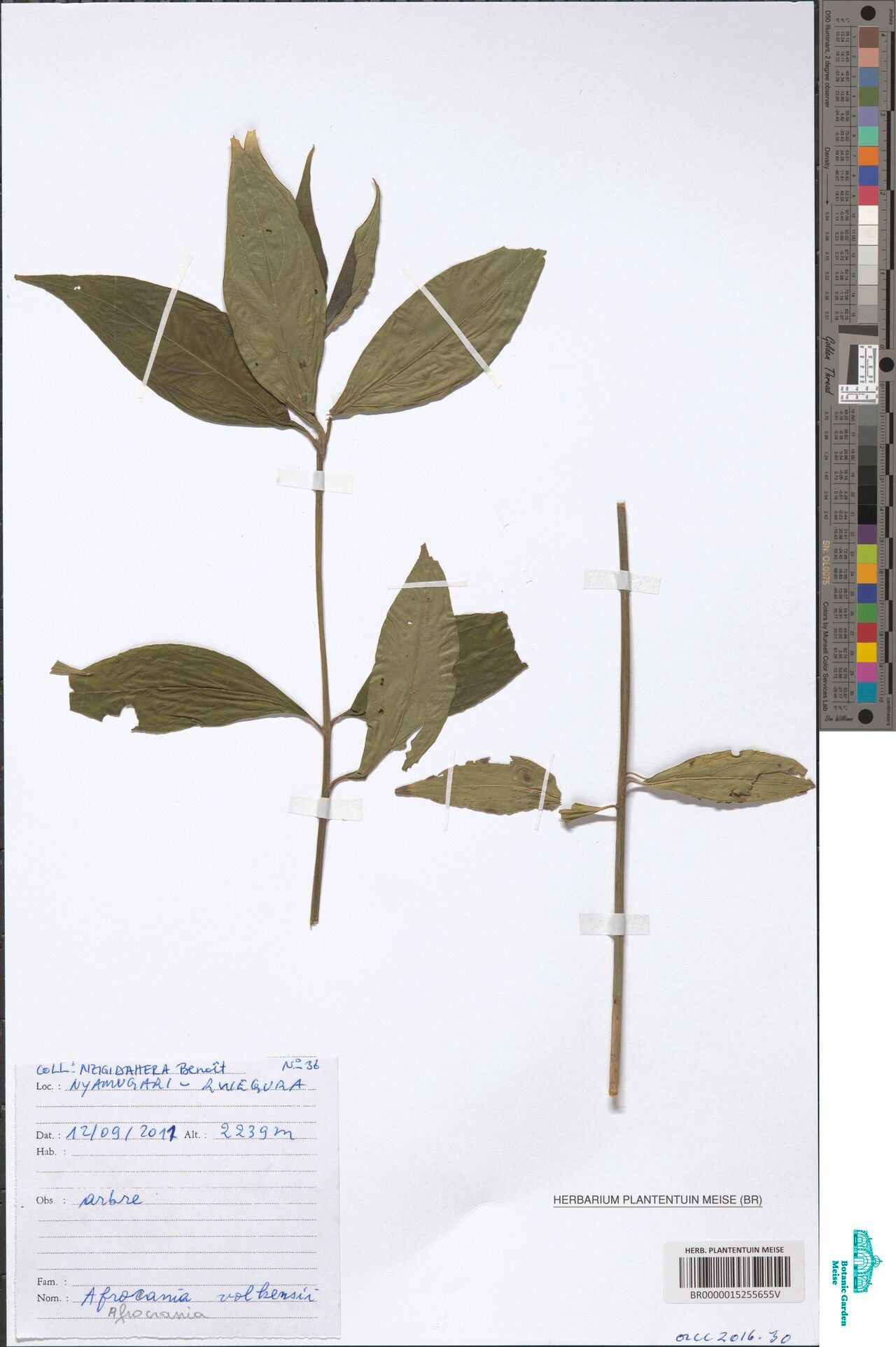 Cornus volkensii — search result for 'Cornus'