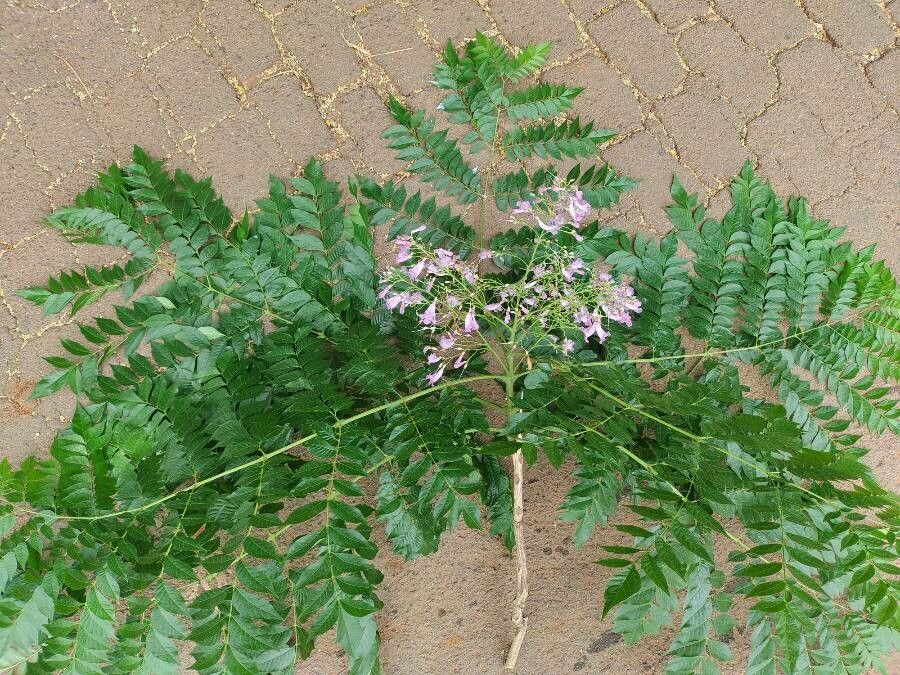 Jacaranda macrantha — search result for 'Jacaranda'