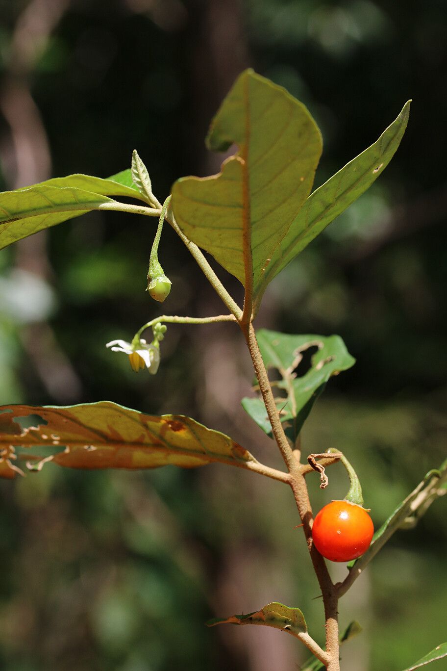Solanum discolor habit