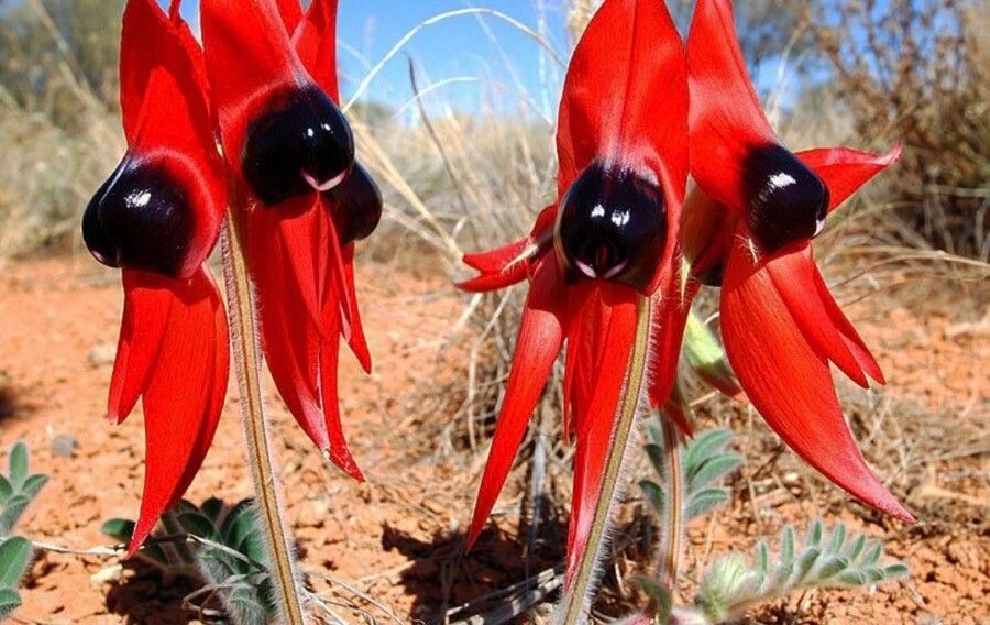 Swainsona formosa flower