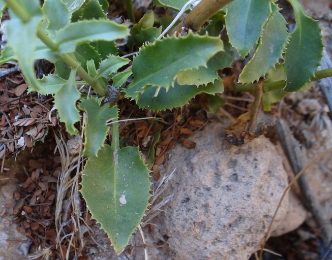 Penstemon stephensii habit