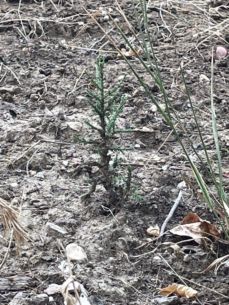 Juniperus occidentalis — search result for 'Cupressaceae'