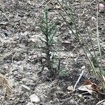 Juniperus occidentalis