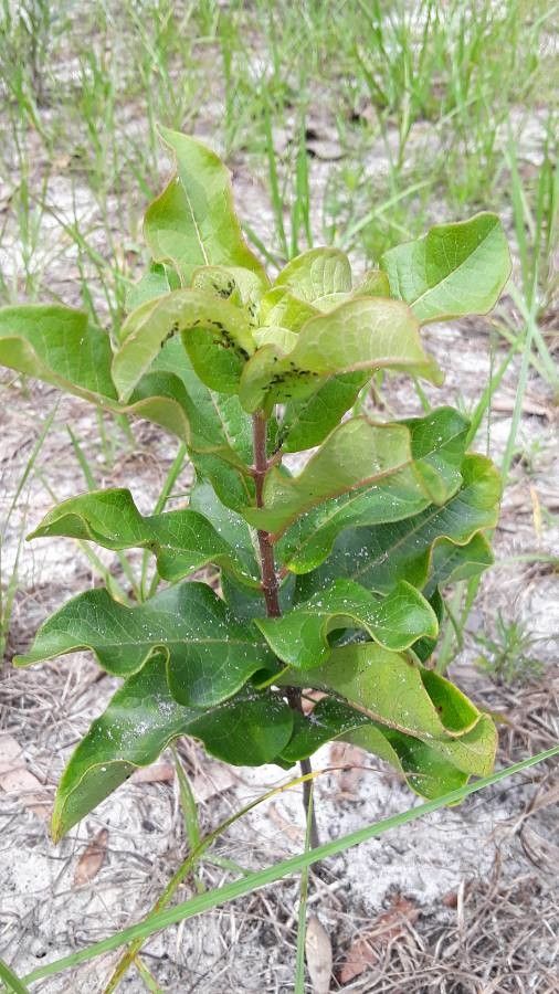 Asclepias tomentosa leaf