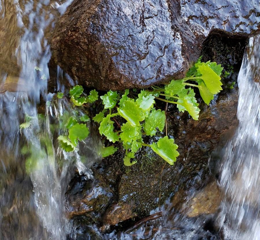 Micranthes odontoloma — houseplant care guide