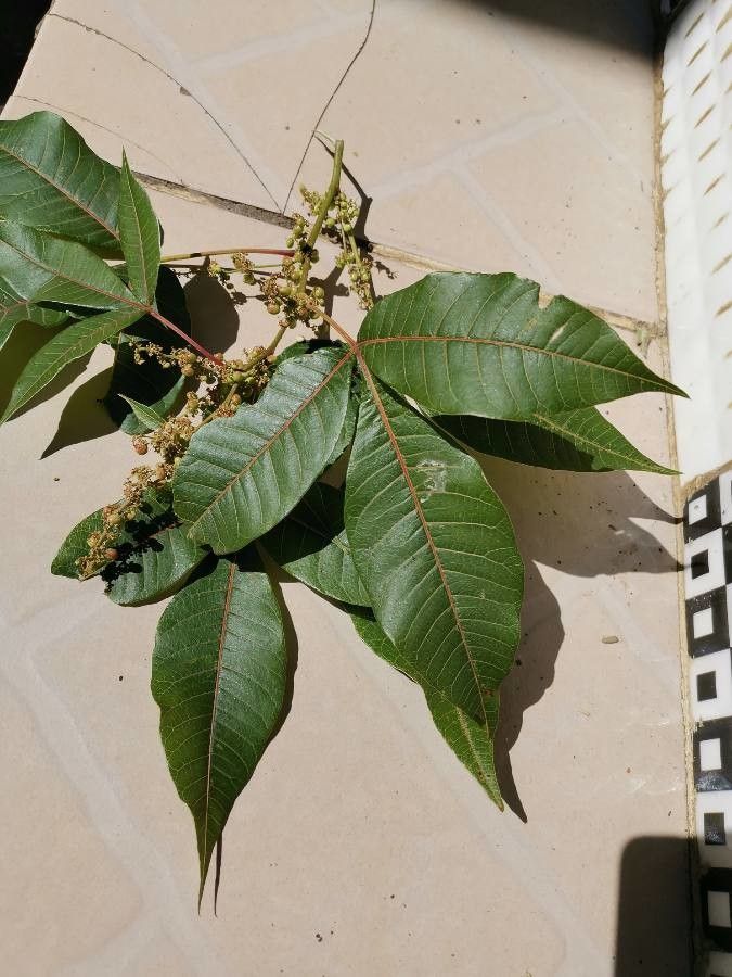 Allophylus abyssinicus — related species from the same genus