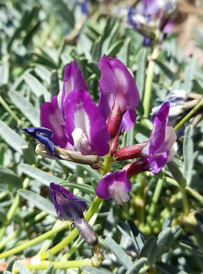 Astragalus arnottianus flower