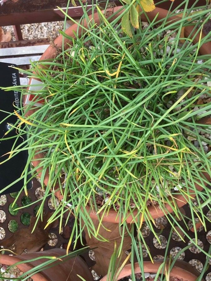 Muscari olivetorum leaf