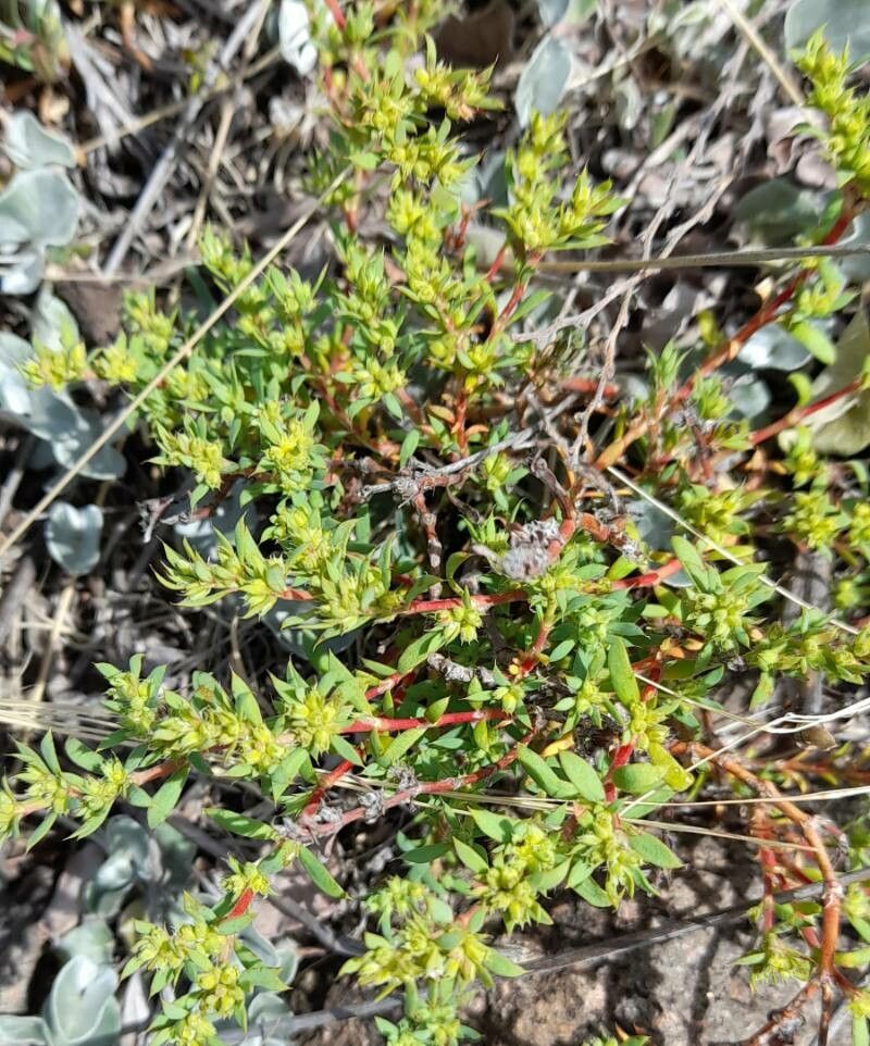 Euphorbia schickendantzii habit