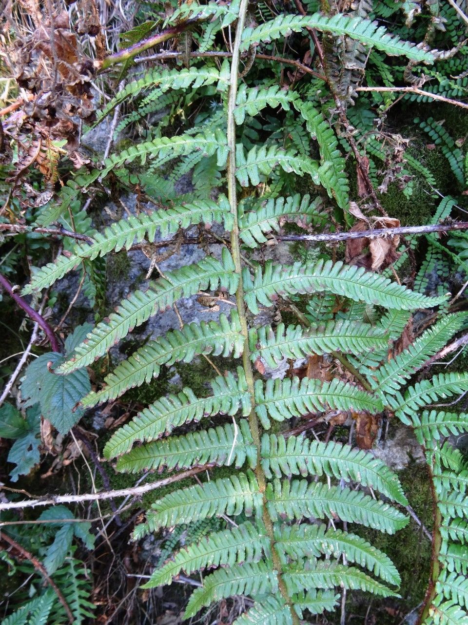 Dryopteris affinis