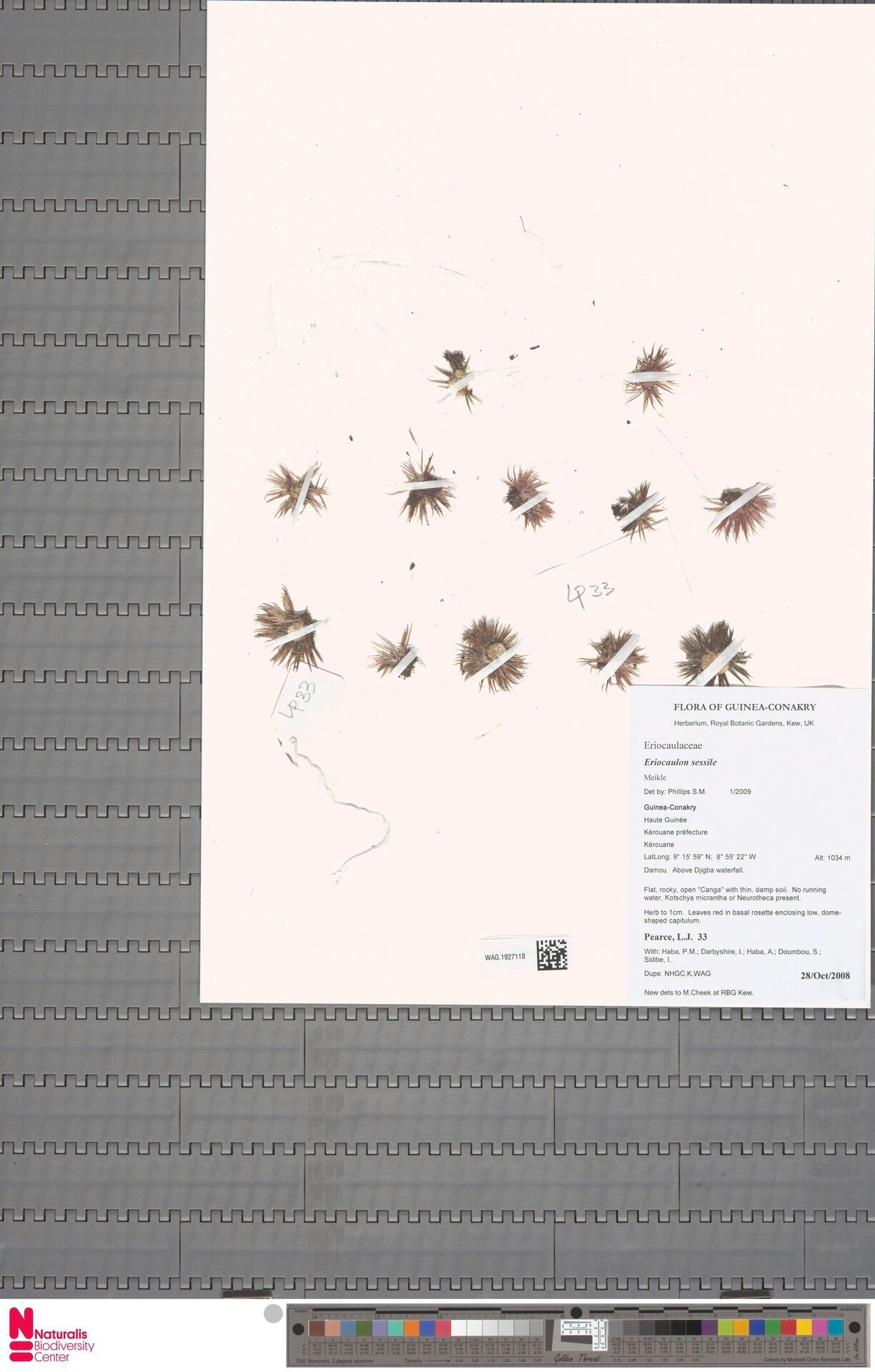 Eriocaulon sessile — houseplant care guide