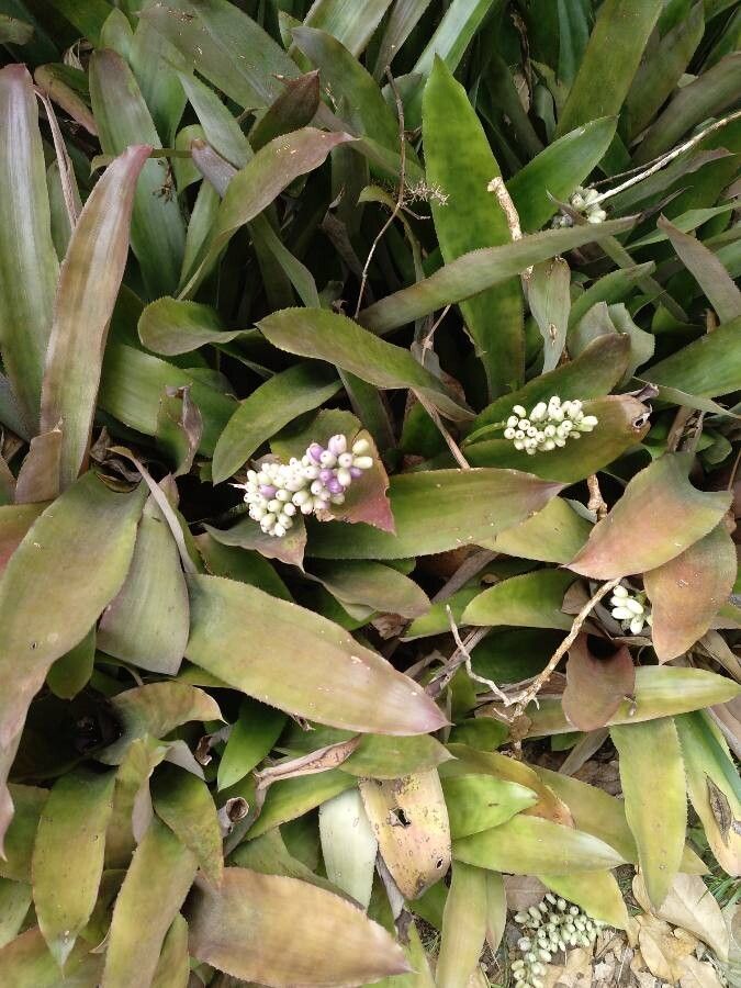 Aechmea lueddemanniana leaf