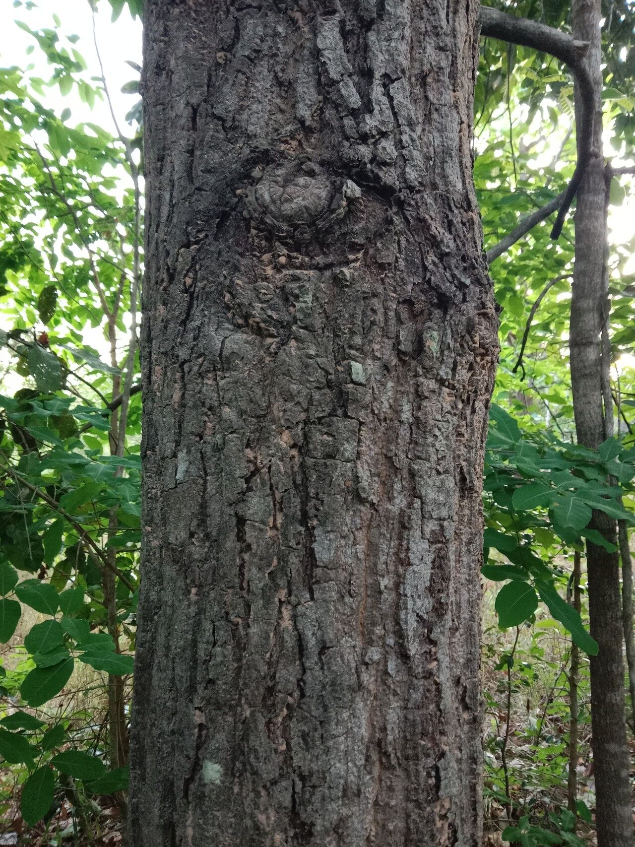 Mangifera caloneura bark
