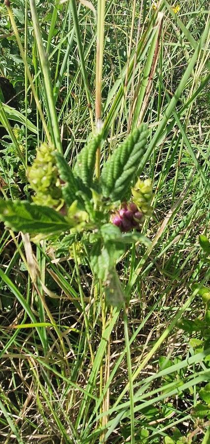 Lippia javanica fruit