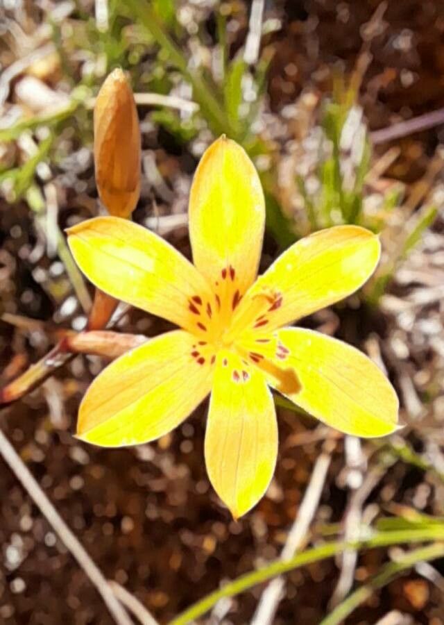 Sisyrinchium pachyrhizum flower
