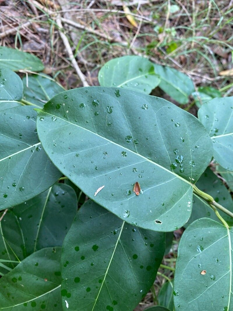 Leichhardtia rostrata — houseplant care guide