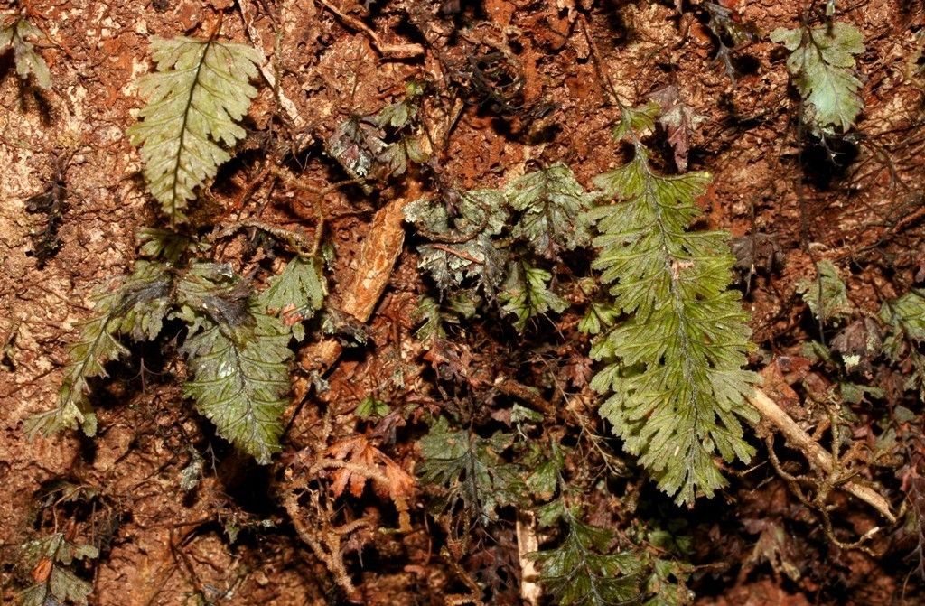 Hymenophyllum dimidiatum habit