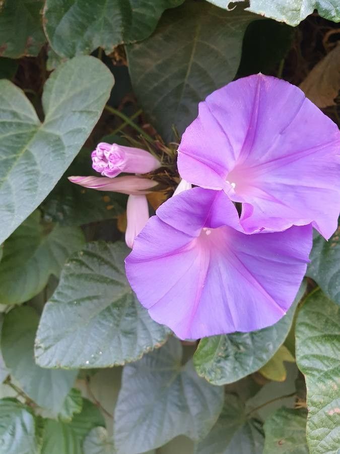 Convolvulus betonicifolius flower