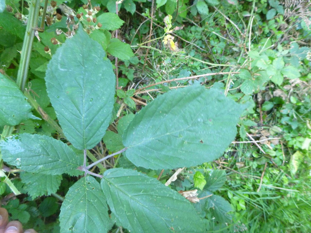 Rubus subinermoides leaf