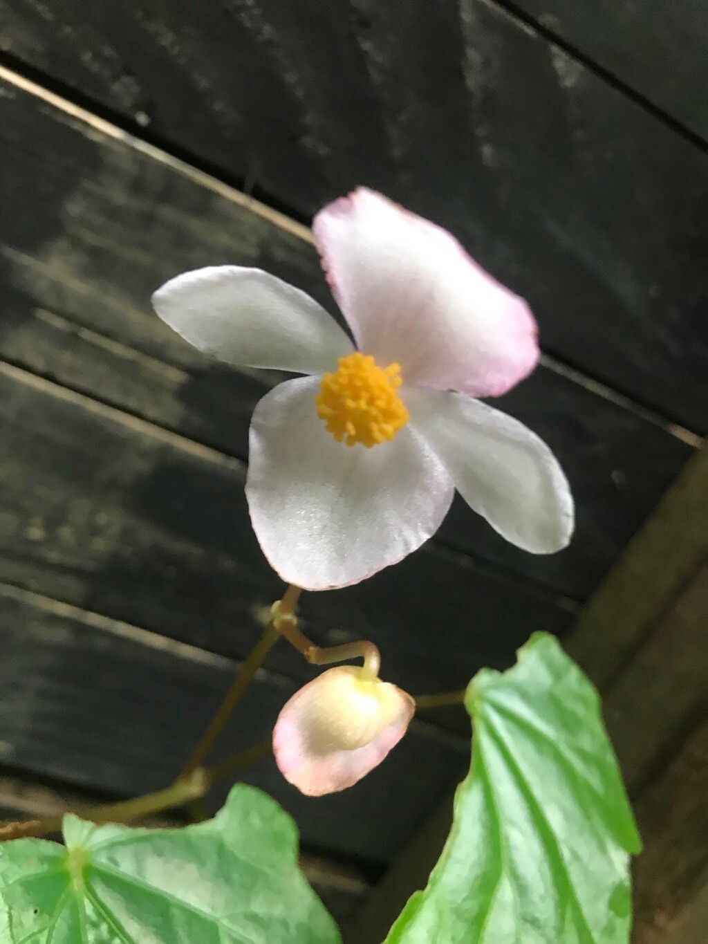 Begonia × chungii flower