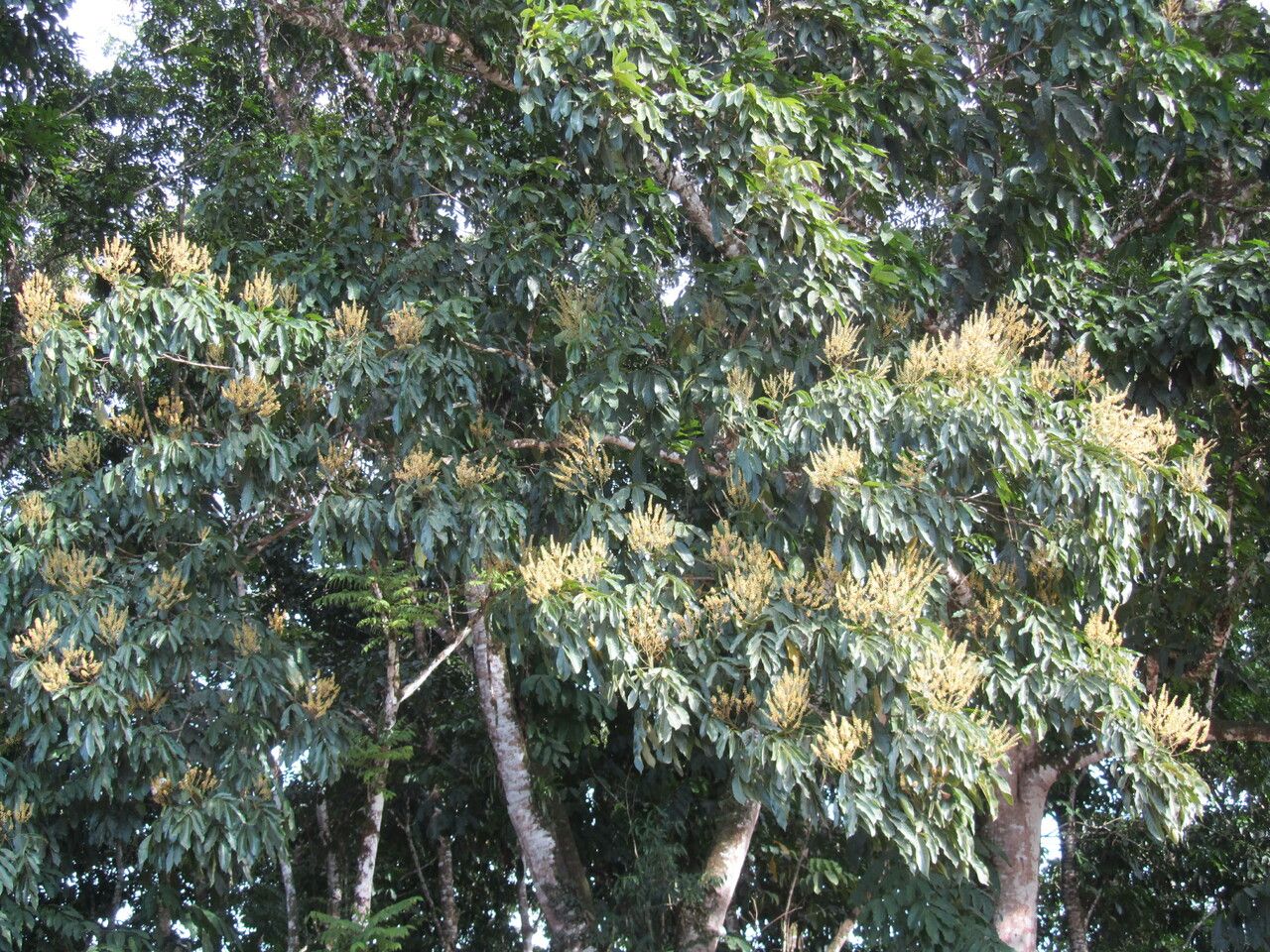 Tachigali costaricensis habit